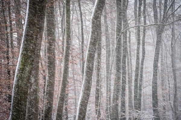 Vent fort tempête de neige dans la forêt