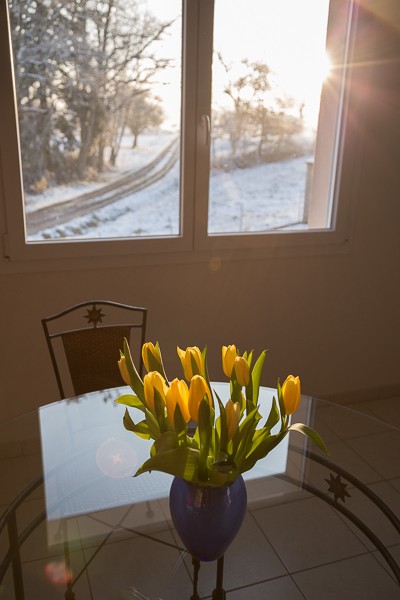 Bouquet de tulipe sur une tableannonçant le printemps et dernière neige