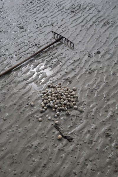 La pêche à pied, ramassage de coques sur une plage en Bretagne dans les Côtes d'Armor