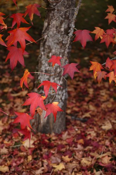 Couleurs d'automne pour l'érable avec ses feuilles rouges