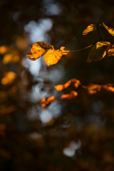 Lueur du soleil couchant éclairant les feuilles en forêt, ambiance d'automne.