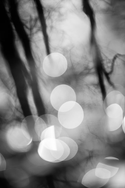 Reflets d'arbres en noir et blanc