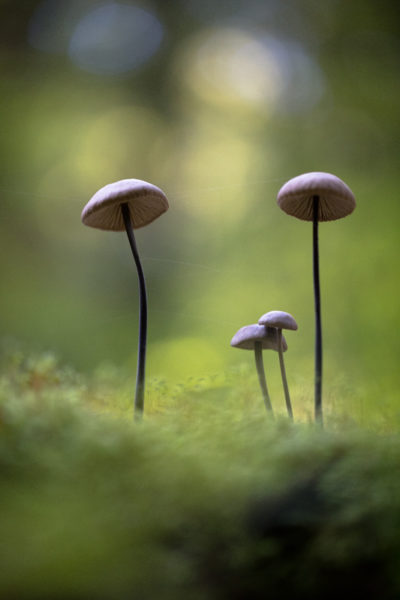 Quatre champignons en forêt sur un lit de mousse, dans les sous-bois