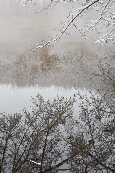 Etang du Sundgau en train de geler avec reflet des arbres enneigés
